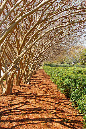 Early Spring Trees