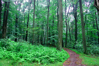 Spirit Paths