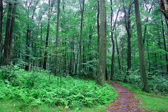 Path in to the Woods