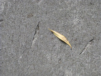 Montana Leaf
