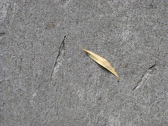 Montana Leaf