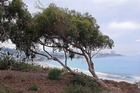 California Coast