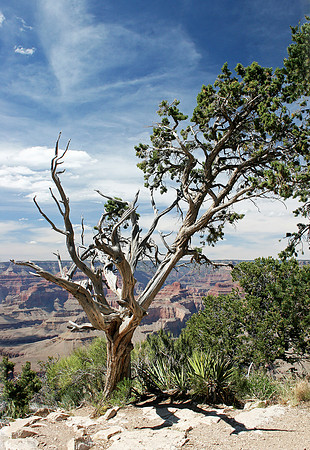 Grand Canyon Sentinel 2