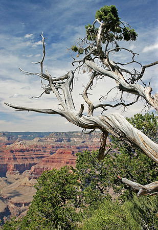 Grand Canyon Sentinel 1