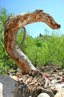 Juniper's Bones