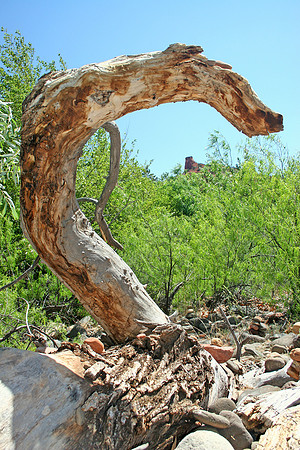 Juniper's Bones