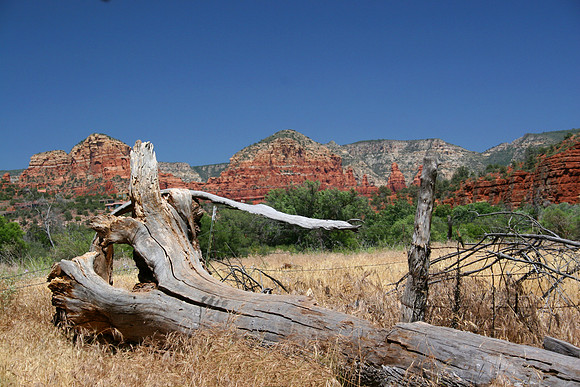 Red Rocks and Grey Trees